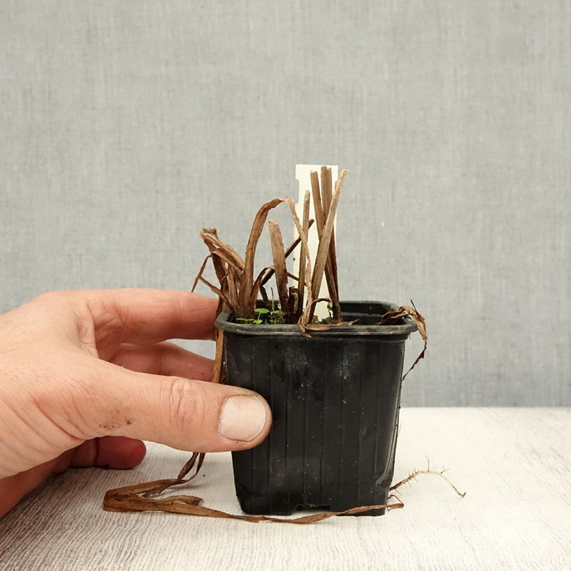Exemplar von Sparganium erectum - Ästige Igelkolben Kleine Töpfe von 8/9 cm wie im Herbst geliefert