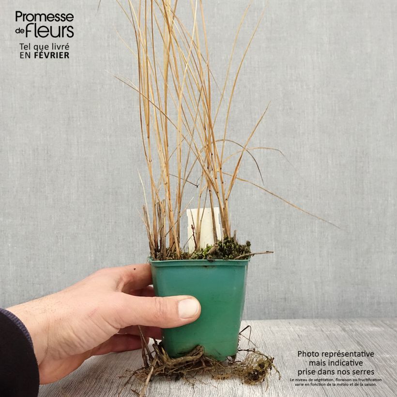 Exemplar von Spartina pectinata Aureomarginata - Goldrand-Schilf Kleine Töpfe von 8/9 cm wie im Winter geliefert