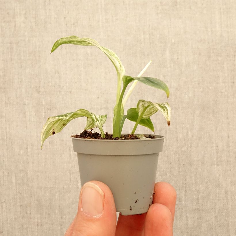 Exemplar von Spathiphyllum Sensation Mini-Pflanze wie im Frühjahr geliefert
