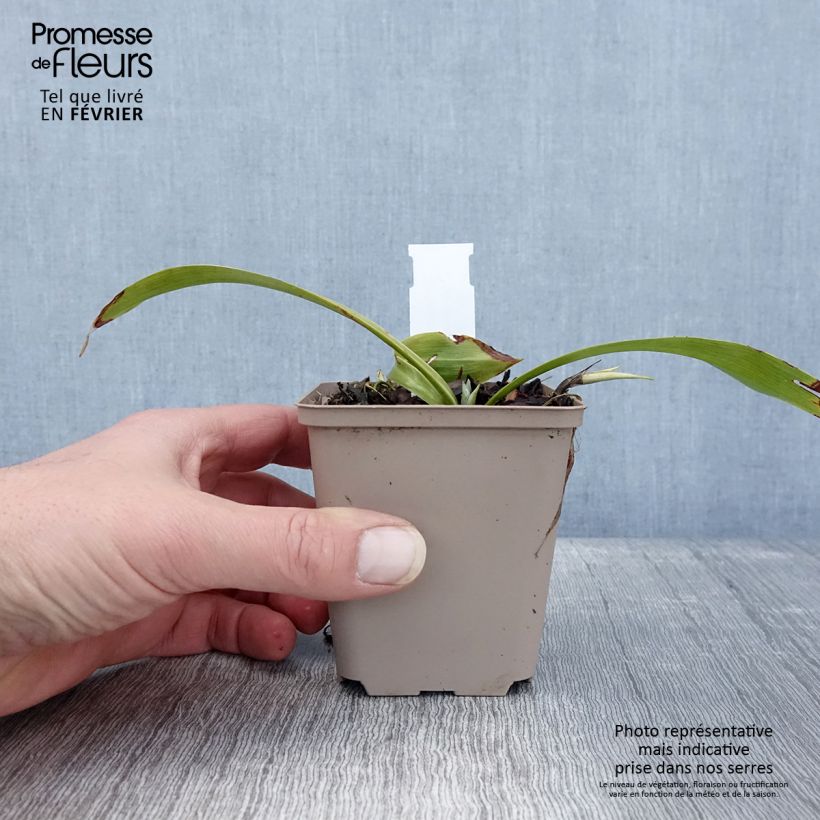 Exemplar von Speirantha convallarioides - Maiglöckchen-Speirantha Kleine Töpfe von 8/9 cm wie im Winter geliefert