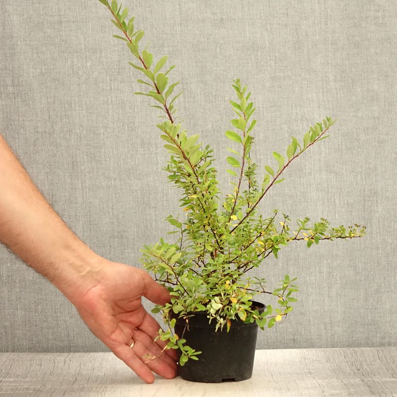 Exemplar von Braut-Spierstrauch Alba - Spiraea arguta Topf mit 1L/1,5L wie im Sommer geliefert