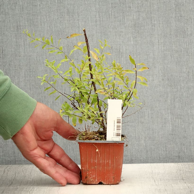 Exemplar von Braut-Spierstrauch Alba - Spiraea arguta Kleine Töpfe von 8/9 cm wie im Sommer geliefert