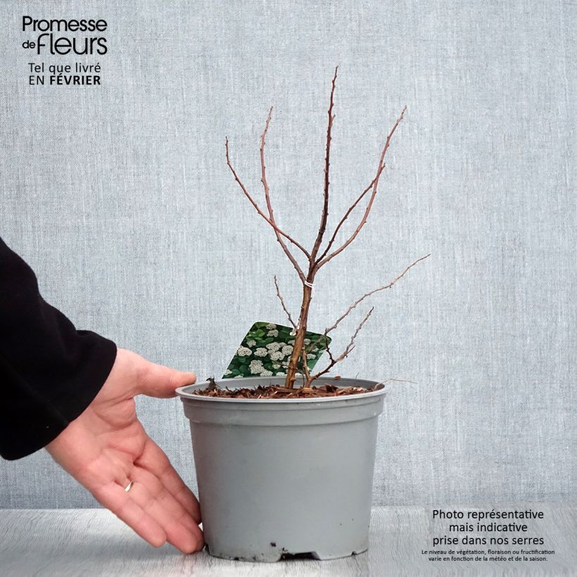 Exemplar von Birkenblättrige Spiere Island - Spiraea betulifolia Topf mit 2L/3L wie im Winter geliefert