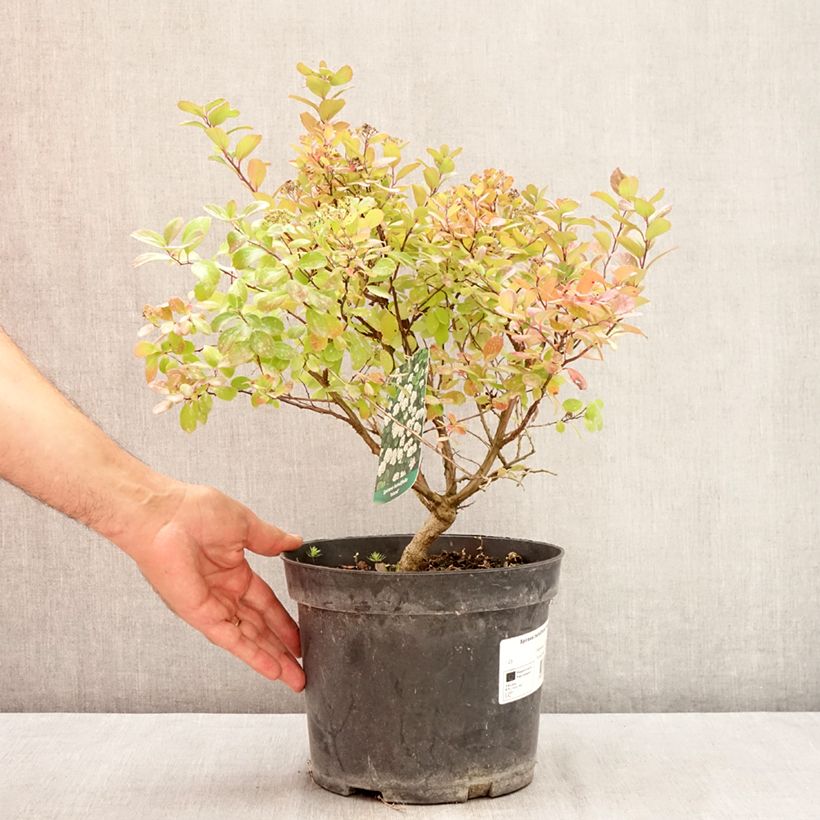 Exemplar von Birkenblättrige Spiere Island - Spiraea betulifolia Topf mit 2L/3L wie im Sommer geliefert