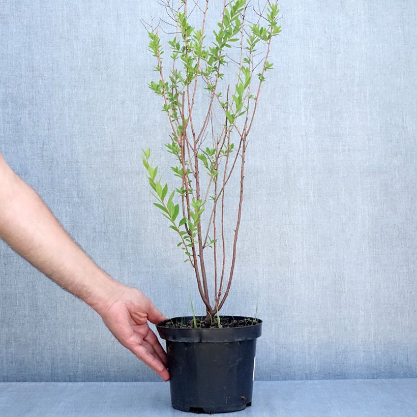 Exemplar von Billiards Spierstrauch - Spiraea billiardii Topf mit 3L/4L wie im Sommer geliefert