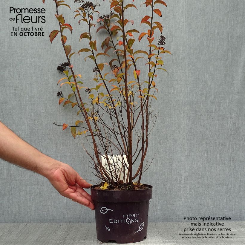 Exemplar von Rote Sommerspiere Superstar - Spiraea bumalda Topf mit 3L/4L wie im Herbst geliefert