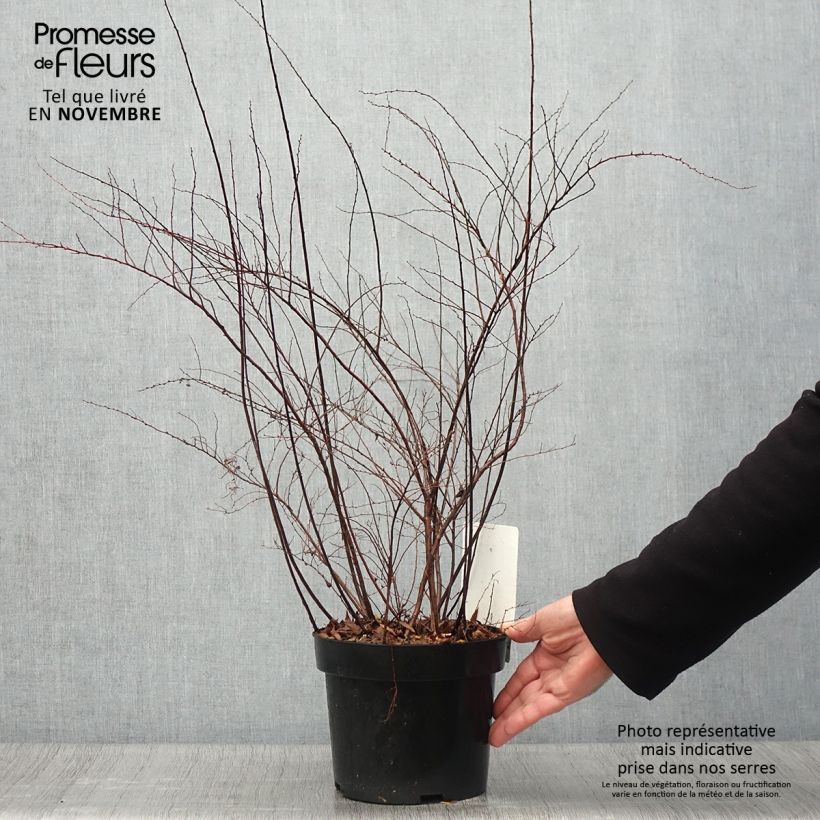 Exemplar von Weiße Rispenspiere Graciosa - Spiraea cinerea Topf mit 2L/3L wie im Herbst geliefert