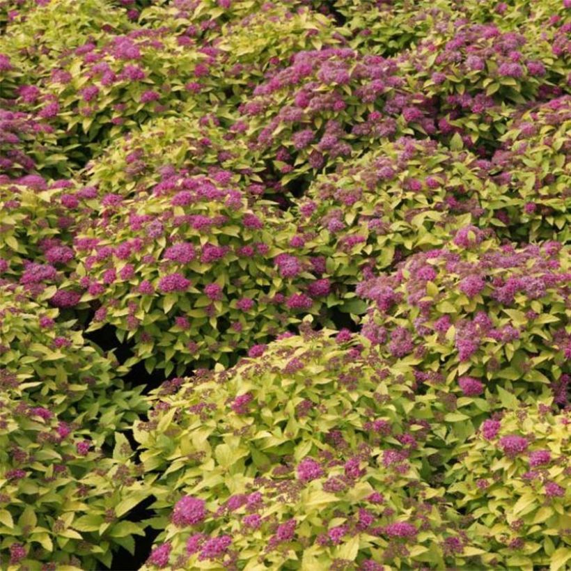 Sommerspiere Double Play Gold - Spiraea japonica (Blüte)