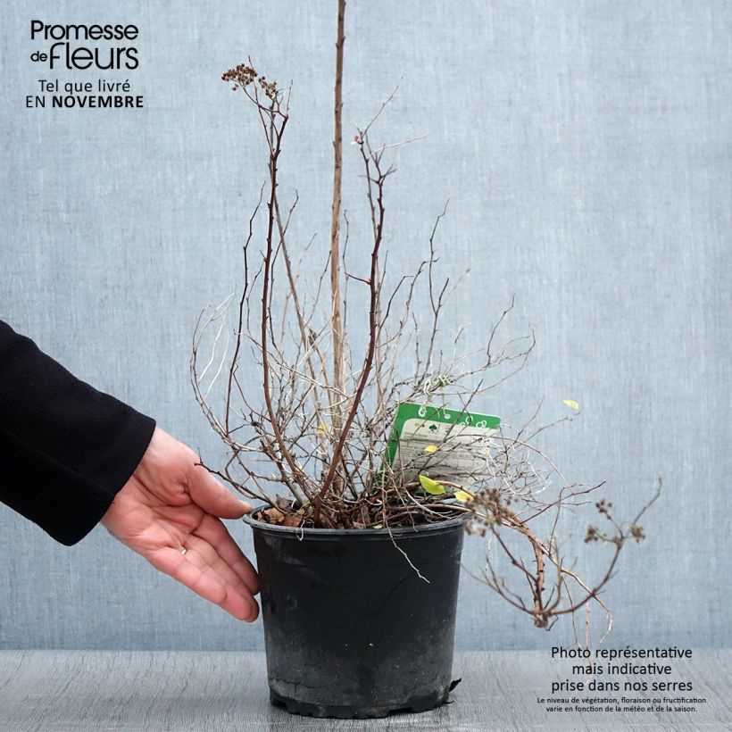 Exemplar von Sommerspiere Merlo Green - Spiraea japonica Topf mit 2L/3L wie im Herbst geliefert