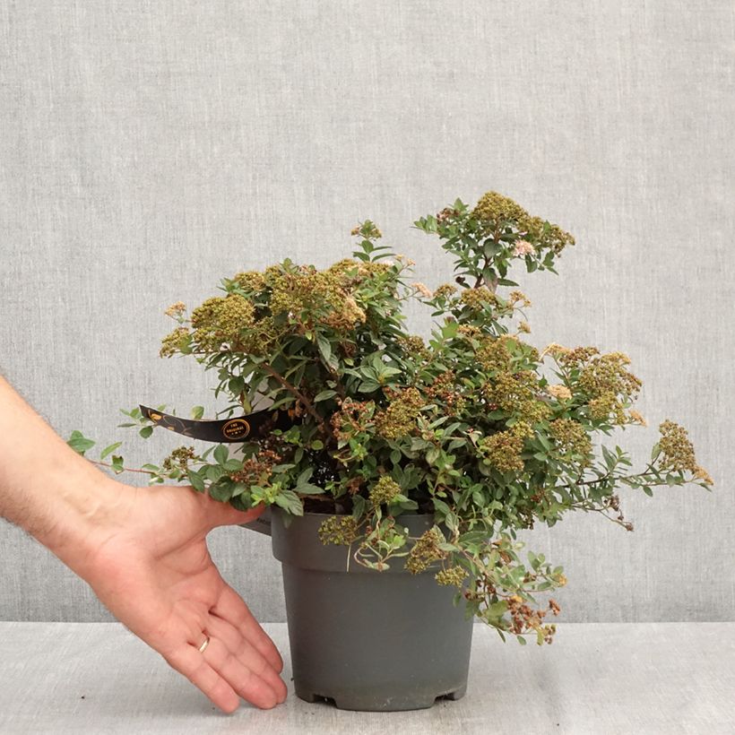 Exemplar von Sommerspiere Odessa - Spiraea japonica Topf mit 2L/3L wie im Sommer geliefert