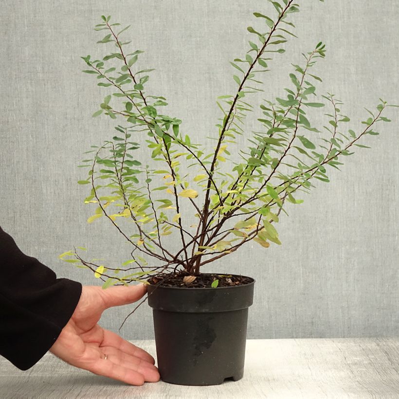 Exemplar von Japanische Strauchspiere Snowmound - Spiraea nipponica Topf mit 1L/1,5L wie im Herbst geliefert