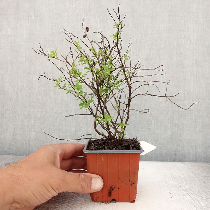 Exemplar von Japanische Strauchspiere Snowmound - Spiraea nipponica Kleine Töpfe von 8/9 cm wie im Sommer geliefert