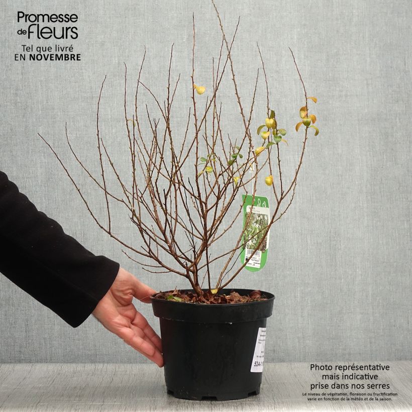 Exemplar von Pflaumenblättriger Spierstrauch Plena - Spiraea prunifolia Topf mit 2L/3L wie im Herbst geliefert