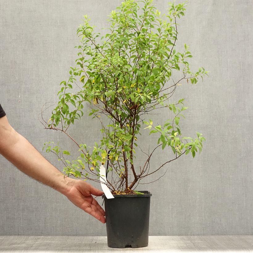 Exemplar von Frühlingsspiere Fujino Pink - Spiraea thunbergii Topf mit 3L/4L wie im Sommer geliefert