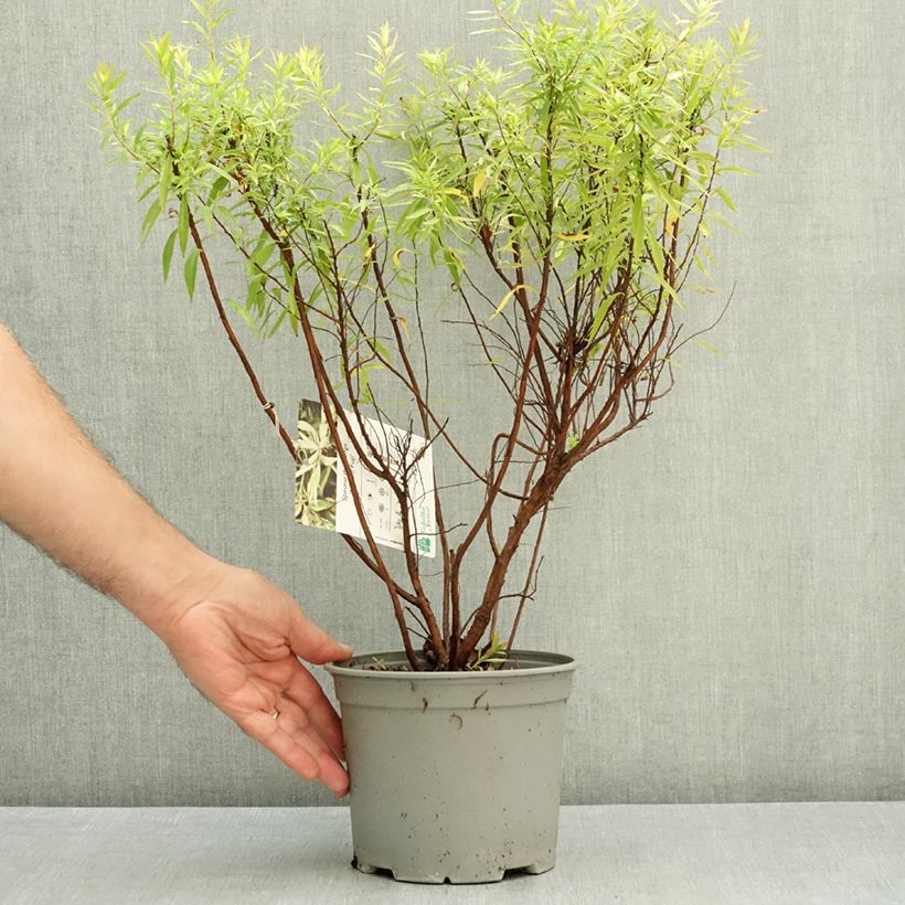 Exemplar von Frühlingsspiere Mount Fuji - Spiraea thunbergii Topf mit 4L/5L wie im Herbst geliefert