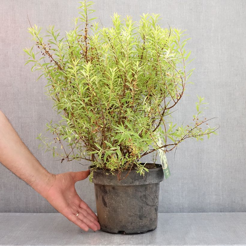 Exemplar von Frühlingsspiere Mount Fuji - Spiraea thunbergii Topf mit 4L/5L wie im Frühjahr geliefert