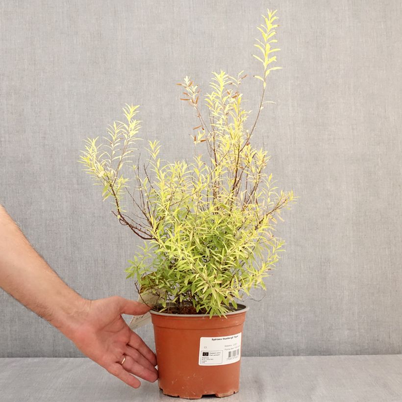 Exemplar von Frühlingsspiere Ogon - Spiraea  thunbergii Topf mit 3L/4L wie im Sommer geliefert