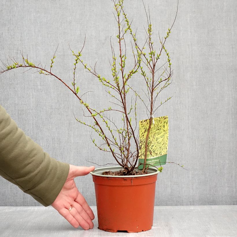 Exemplar von Frühlingsspiere Ogon - Spiraea  thunbergii Topf mit 3L/4L wie im Winter geliefert