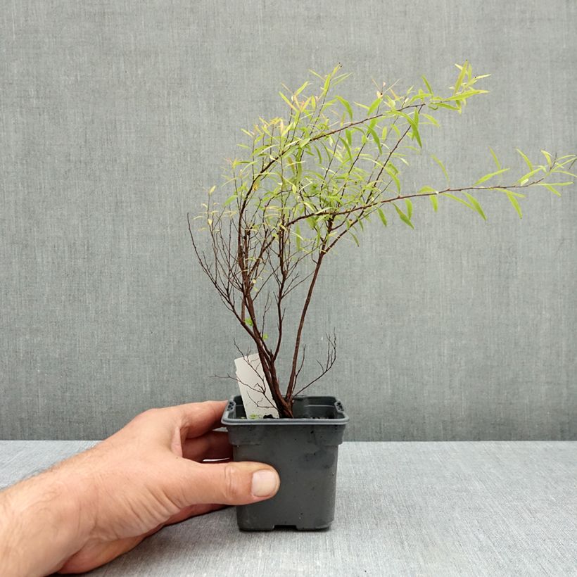 Exemplar von Frühlingsspiere - Spiraea thunbergii Kleine Töpfe von 8/9 cm wie im Herbst geliefert