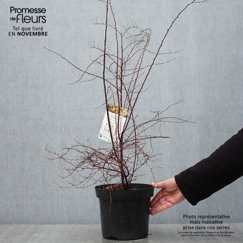 Exemplar von Spierstrauch Gold Fountain - Spiraea vanhouttei Topf mit 3L/4L wie im Herbst geliefert