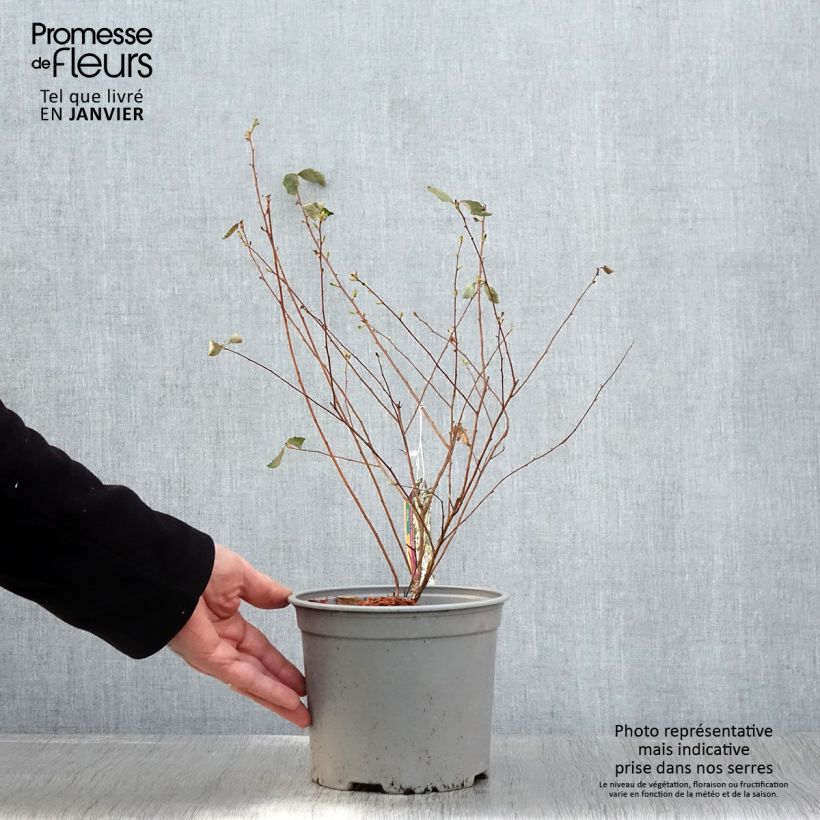 Exemplar von Spierstrauch Pink Ice - Spiraea vanhouttei Topf mit 3L/4L wie im Winter geliefert