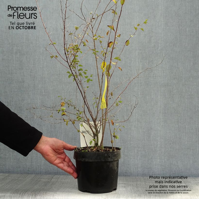 Exemplar von Spierstrauch - Spiraea vanhouttei Topf mit 2L/3L wie im Herbst geliefert