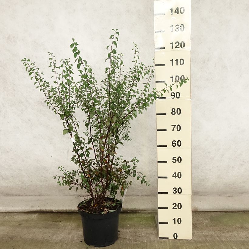 Exemplar von Spierstrauch - Spiraea vanhouttei Topf mit 6L/7L wie im Sommer geliefert