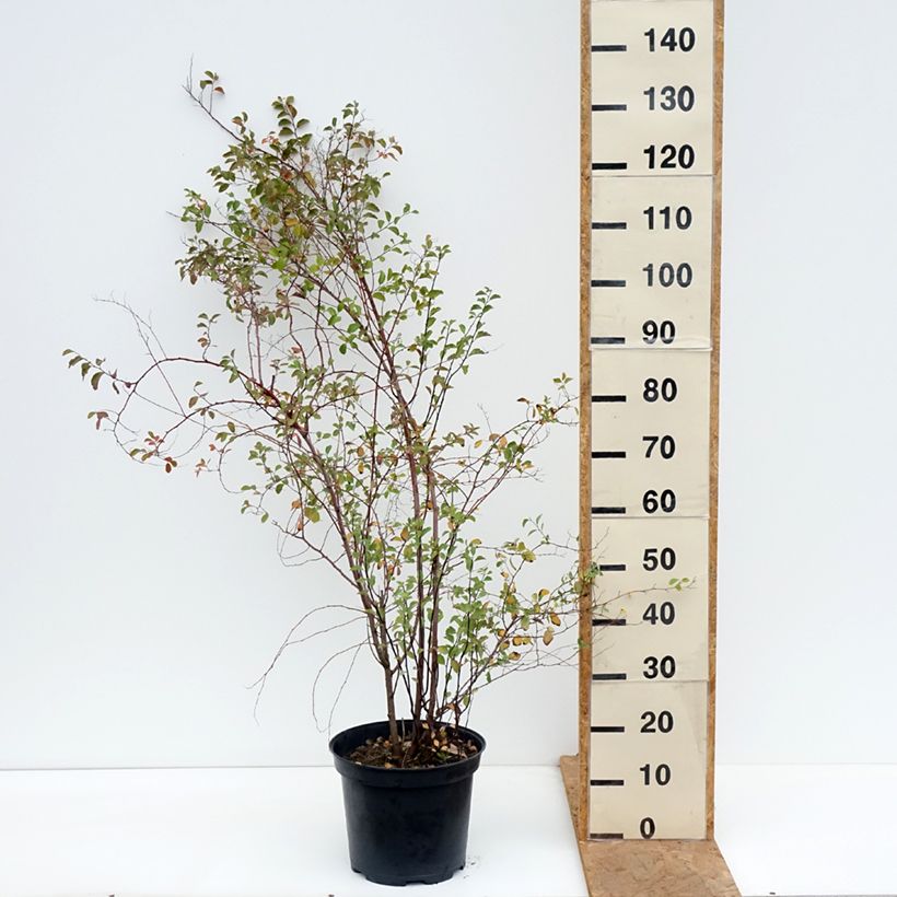 Exemplar von Spierstrauch - Spiraea vanhouttei Topf mit 6L/7L wie im Herbst geliefert