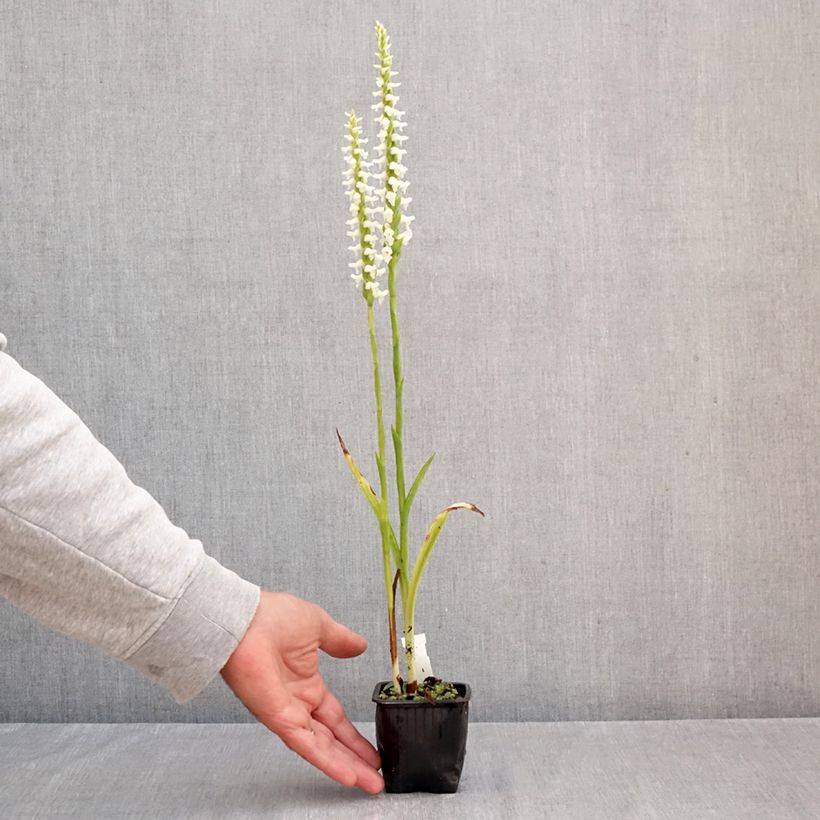 Exemplar von Spiranthes cernua var odorata Chadd's Ford - Drehwurz Kleine Töpfe von 8/9 cm wie im Herbst geliefert