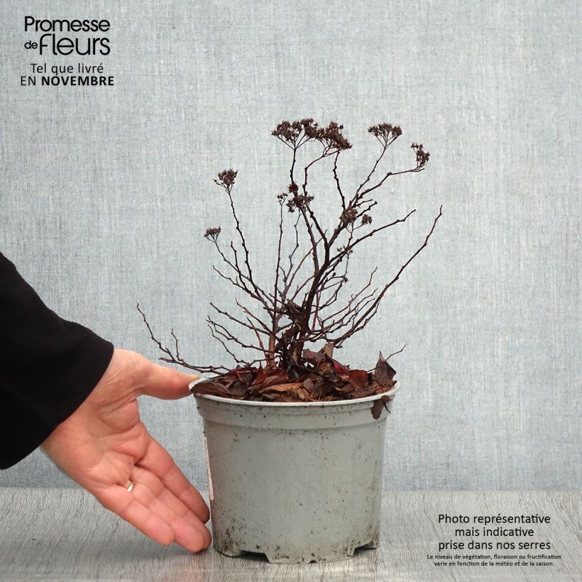 Exemplar von Birkenblättrige Spiere Pink Sparkler - Spiraea betulifolia Topf mit 2L/3L wie im Herbst geliefert