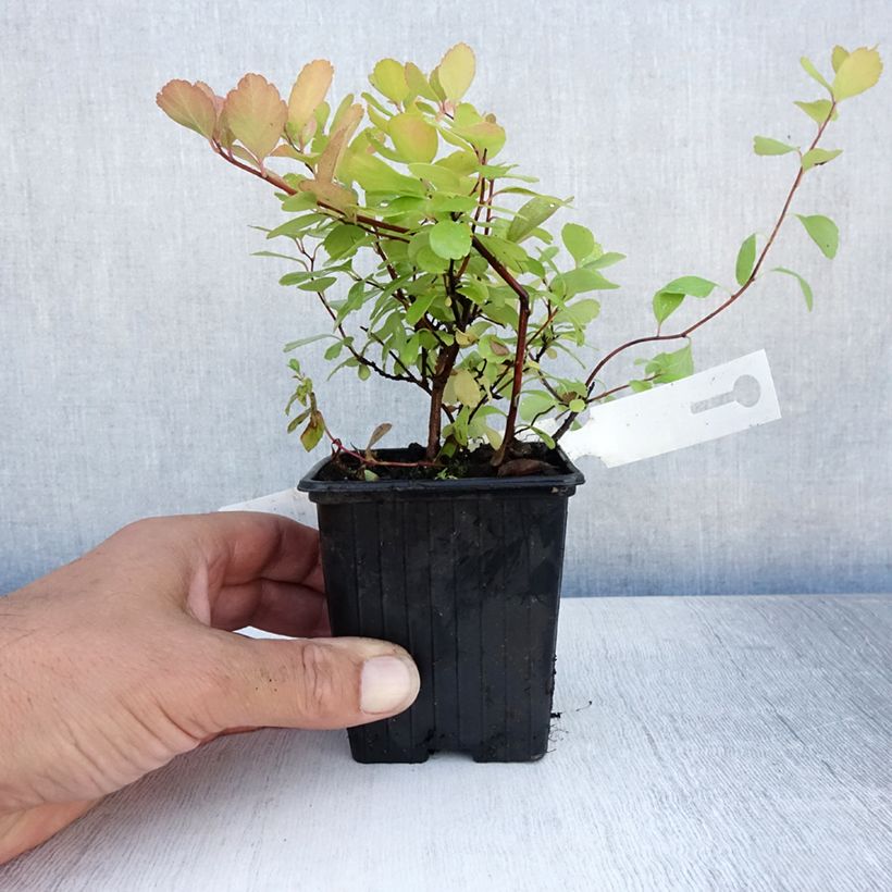 Exemplar von Birkenblättrige Spiere Tor - Spiraea betulifolia Kleine Töpfe von 8/9 cm wie im Sommer geliefert