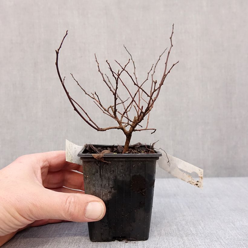 Exemplar von Birkenblättrige Spiere Tor - Spiraea betulifolia Kleine Töpfe von 8/9 cm wie im Winter geliefert