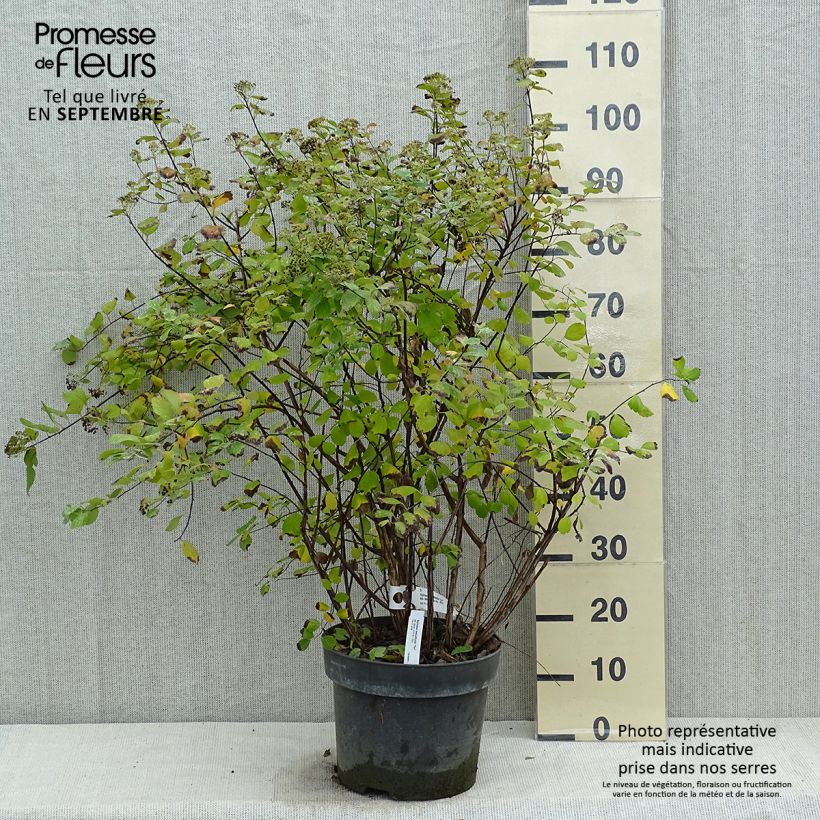Exemplar von Birkenblättrige Spiere Tor - Spiraea betulifolia Topf mit 7,5L/10L wie im Herbst geliefert