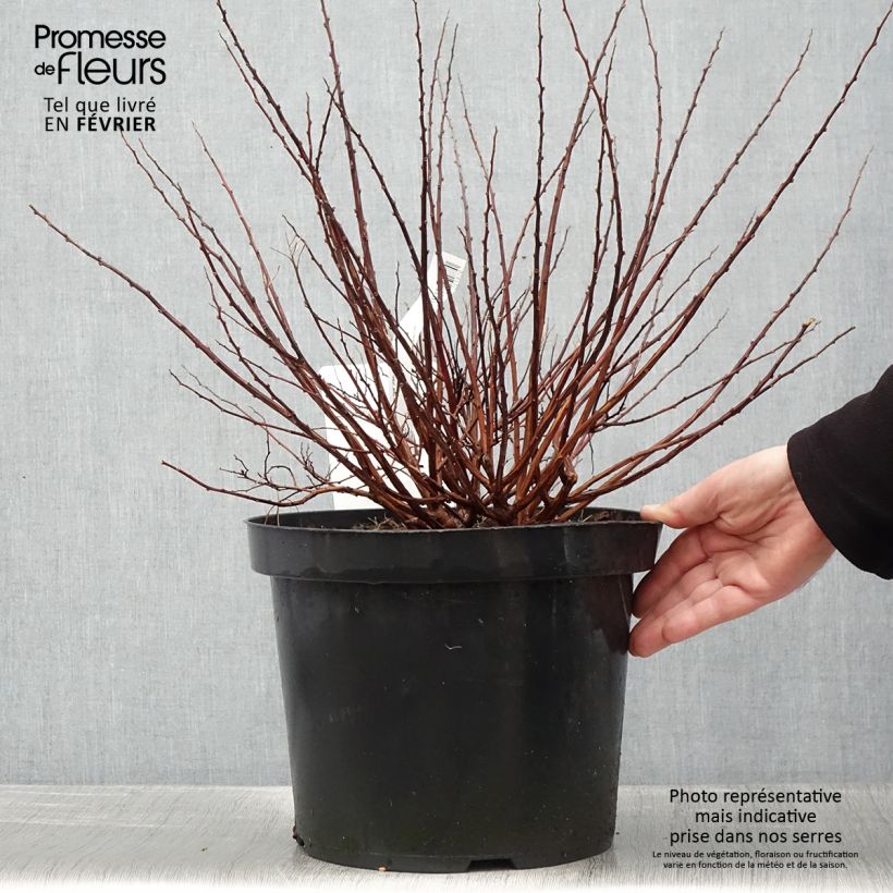 Exemplar von Birkenblättrige Spiere Tor Gold - Spiraea betulifolia Topf mit 7,5L/10L wie im Winter geliefert