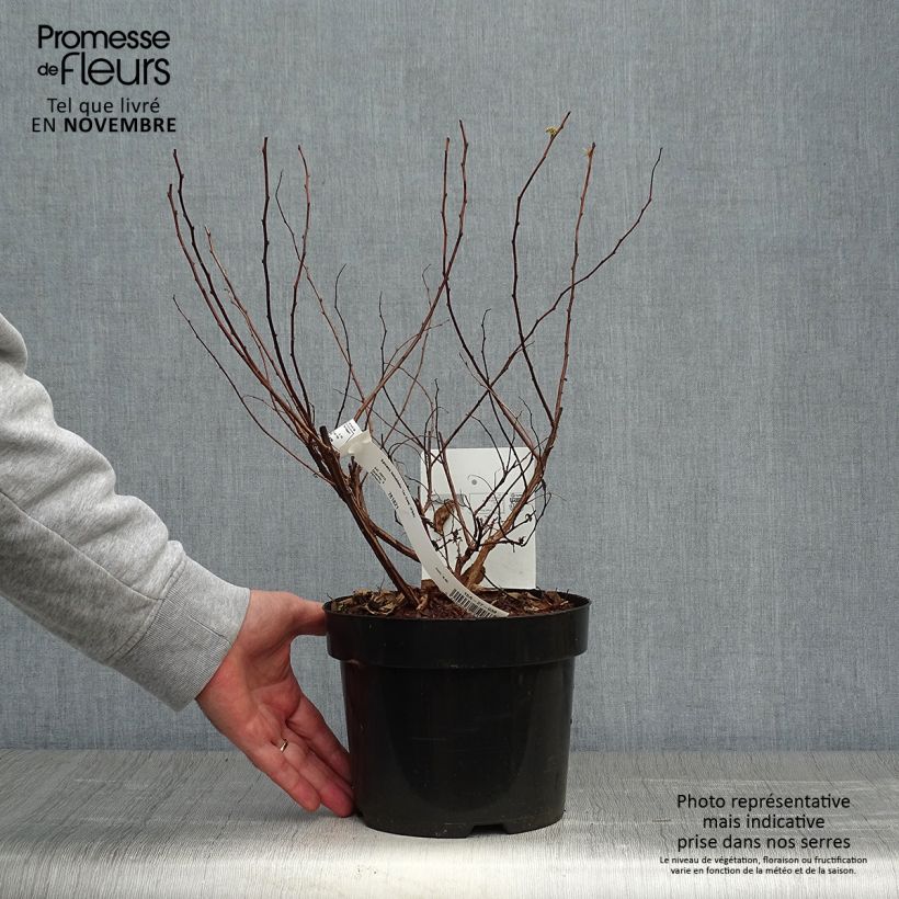 Exemplar von Birkenblättrige Spiere Tor Gold - Spiraea betulifolia Topf mit 3L/4L wie im Herbst geliefert