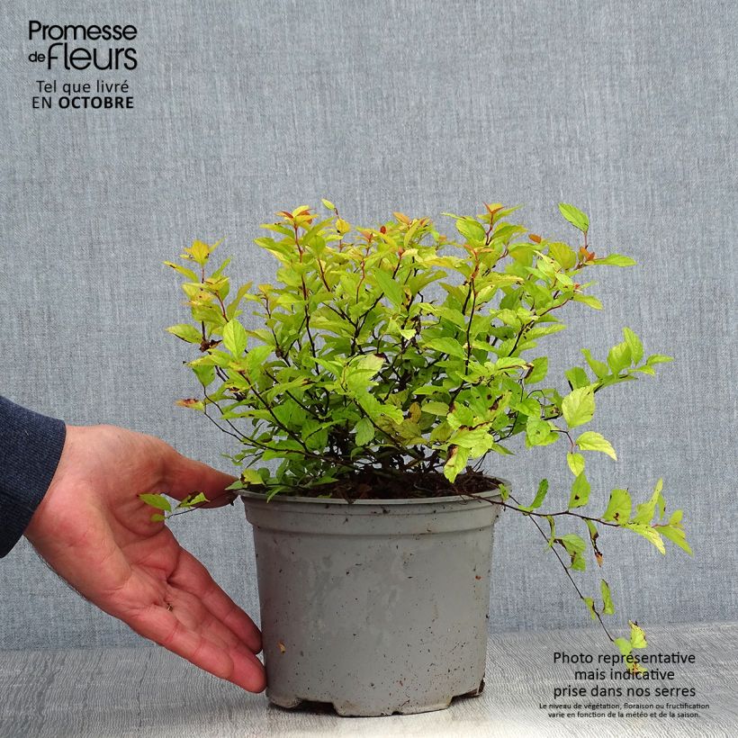 Exemplar von Sommerspiere Candlelight - Spiraea japonica Topf mit 2L/3L wie im Herbst geliefert
