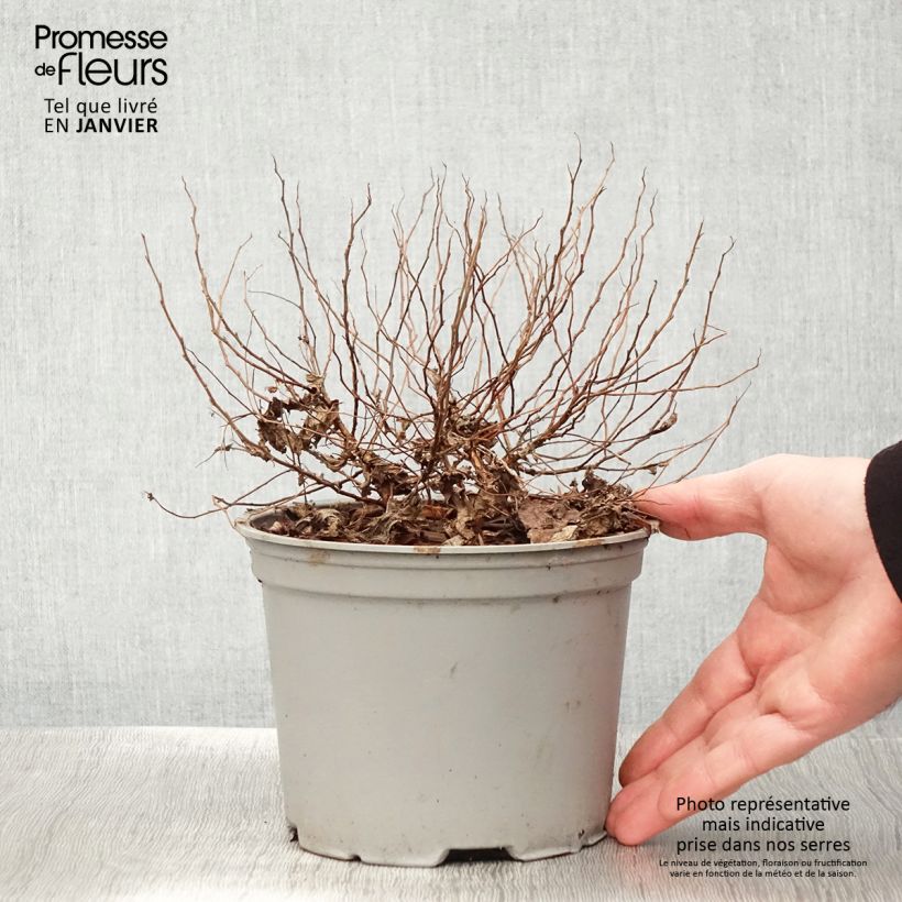 Exemplar von Sommerspiere Candlelight - Spiraea japonica Topf mit 2L/3L wie im Winter geliefert