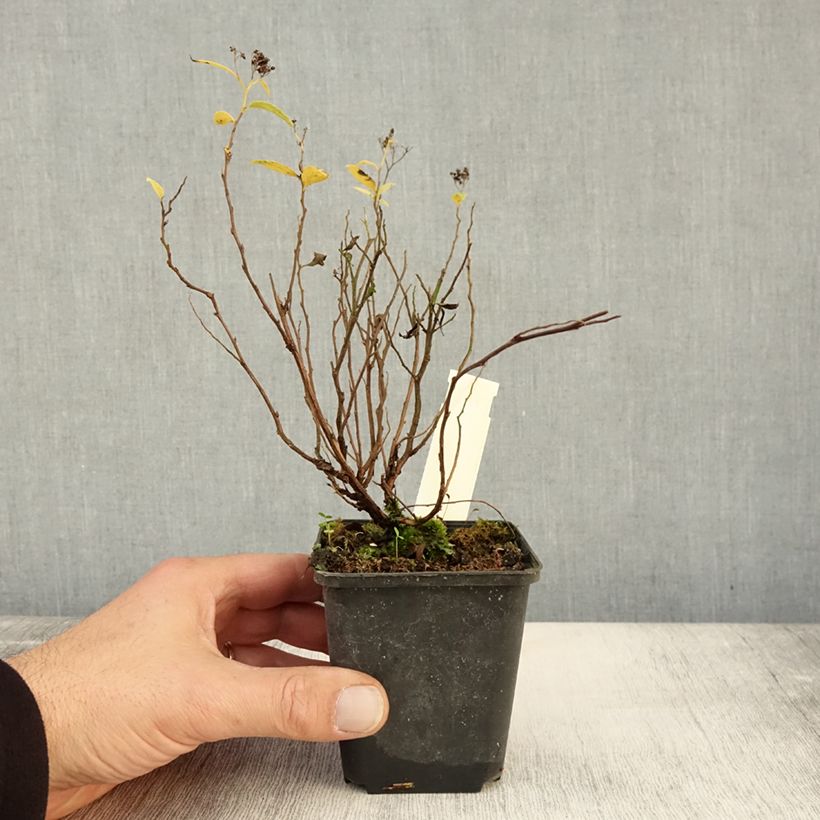 Exemplar von Sommerspiere Albiflora - Spiraea japonica Kleine Töpfe von 8/9 cm wie im Herbst geliefert