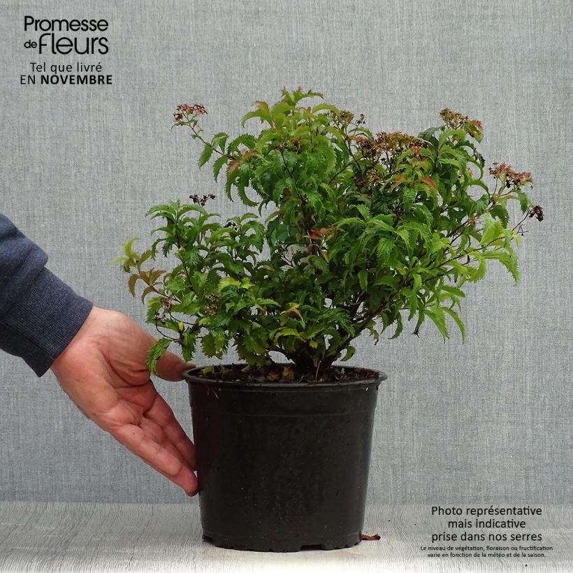 Exemplar von Sommerspiere Crispa - Spiraea japonica Topf mit 2L/3L wie im Herbst geliefert
