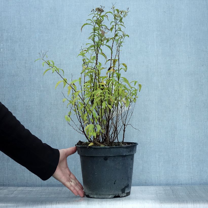 Exemplar von Sommerspiere Crispa - Spiraea japonica Topf mit 3L/4L wie im Herbst geliefert