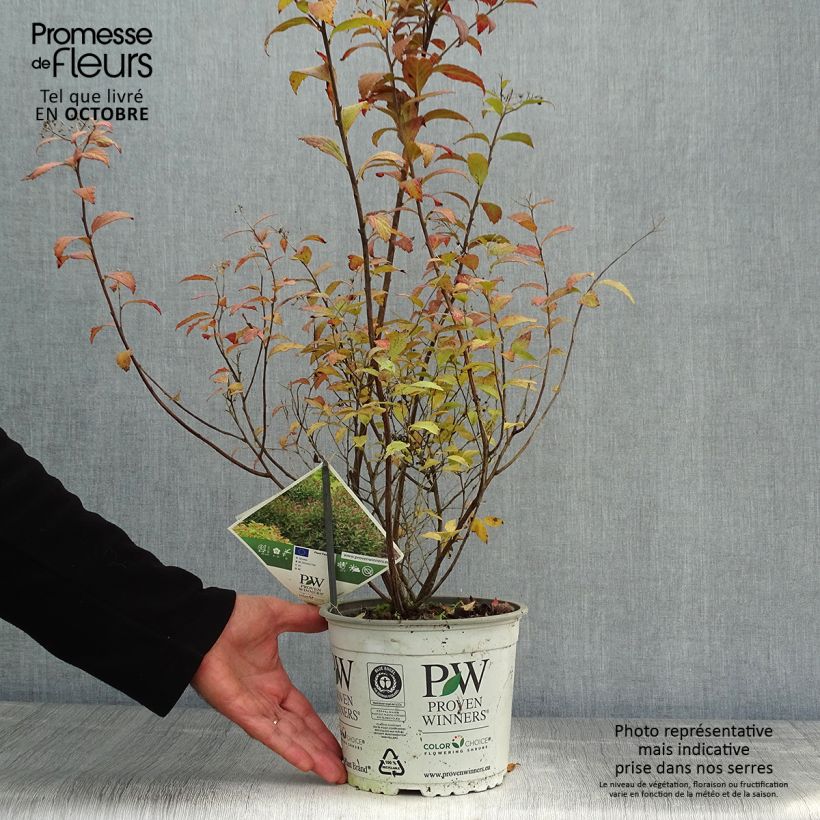 Exemplar von Sommerspiere Double Play Artist - Spiraea japonica Topf mit 2L/3L wie im Herbst geliefert