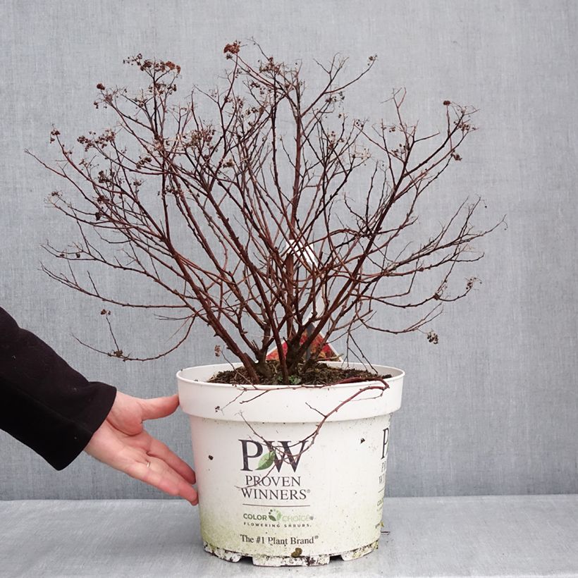 Exemplar von Spirée japonaise Double Play - Spiraea japonica Topf mit 7,5L/10L wie im Winter geliefert