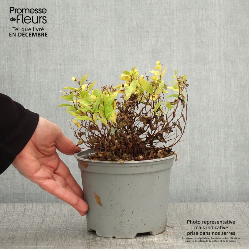 Exemplar von Sommerspiere Double Play Gold - Spiraea japonica Topf mit 2L/3L wie im Herbst geliefert