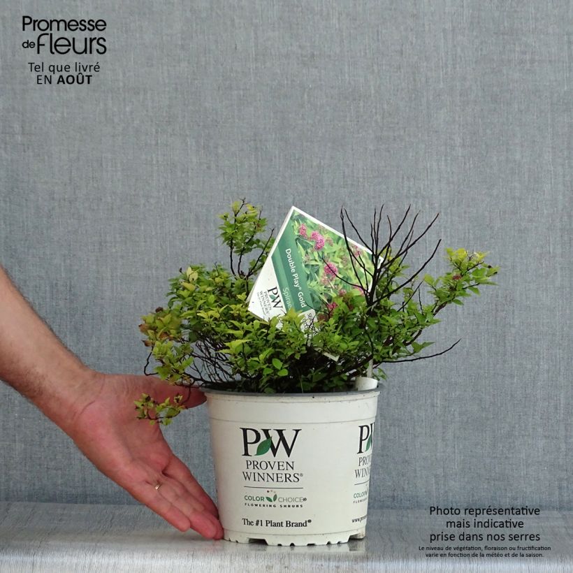 Exemplar von Sommerspiere Double Play Gold - Spiraea japonica Topf mit 2L/3L wie im Sommer geliefert