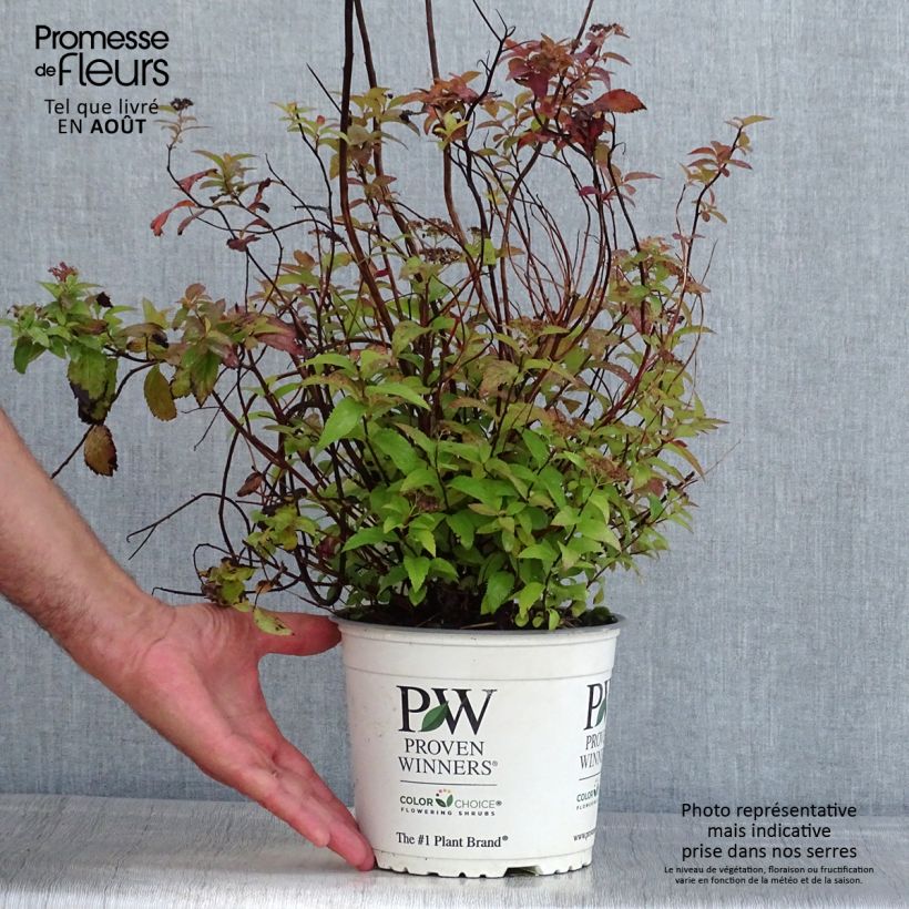 Exemplar von Sommerspiere Double Play Red - Spiraea japonica Topf mit 2L/3L wie im Sommer geliefert