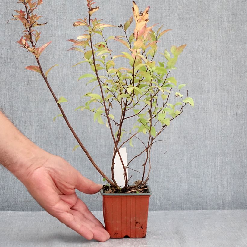 Exemplar von Sommerspiere Firelight - Spiraea japonica Kleine Töpfe von 8/9 cm wie im Sommer geliefert