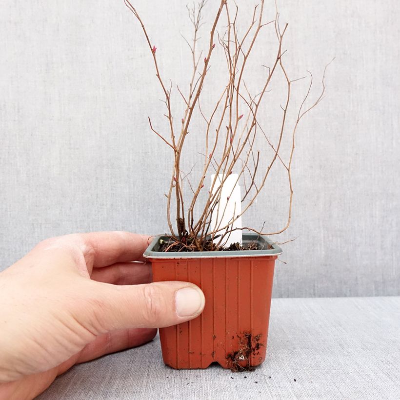 Exemplar von Sommerspiere Firelight - Spiraea japonica Kleine Töpfe von 8/9 cm wie im Winter geliefert