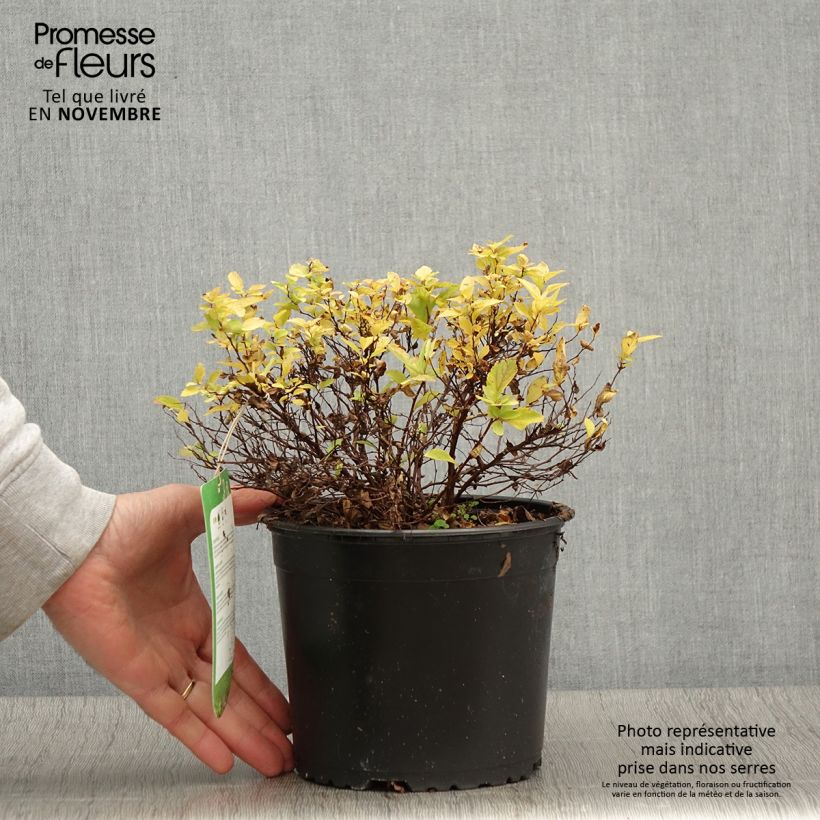Exemplar von Sommerspiere Golden Princess - Spiraea japonica Topf mit 2L/3L wie im Herbst geliefert