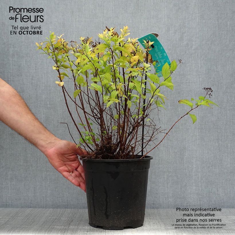 Exemplar von Sommerspiere Goldflame - Spiraea japonica Topf mit 7,5L/10L wie im Herbst geliefert