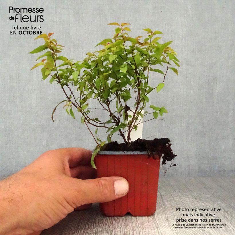 Exemplar von Sommerspiere Goldflame - Spiraea japonica Kleine Töpfe von 8/9 cm wie im Herbst geliefert
